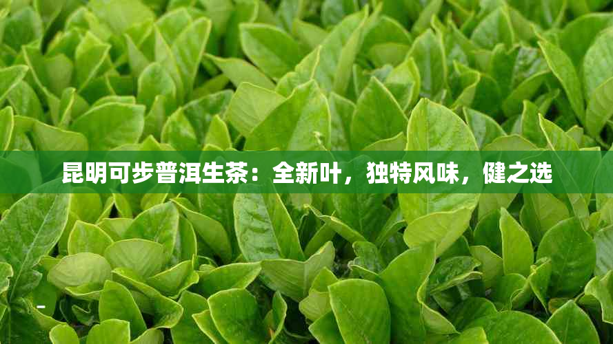 昆明可步普洱生茶：全新叶，独特风味，健之选