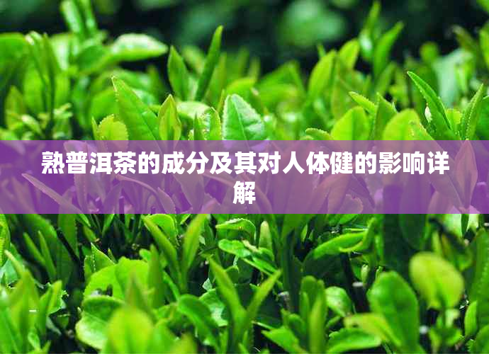 熟普洱茶的成分及其对人体健的影响详解