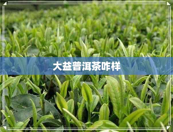 大益普洱茶咋样