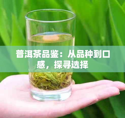 普洱茶品鉴：从品种到口感，探寻选择