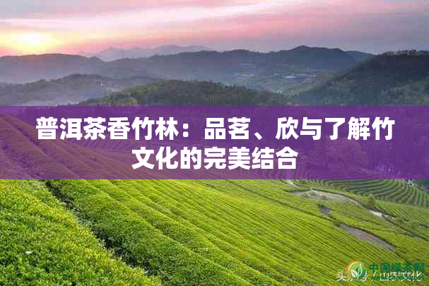 普洱茶香竹林：品茗、欣与了解竹文化的完美结合