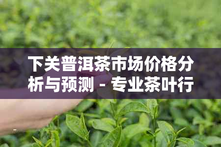 下关普洱茶市场价格分析与预测 - 专业茶叶行业网站