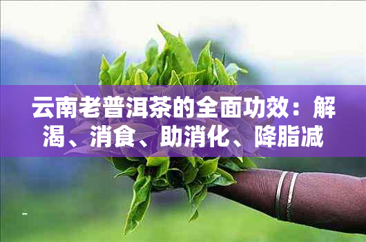 云南老普洱茶的全面功效：解渴、消食、助消化、降脂减肥、抗衰老等