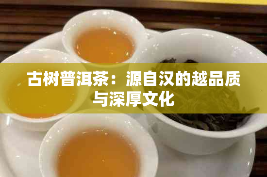 古树普洱茶：源自汉的越品质与深厚文化