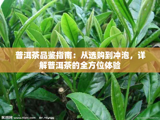 普洱茶品鉴指南：从选购到冲泡，详解普洱茶的全方位体验