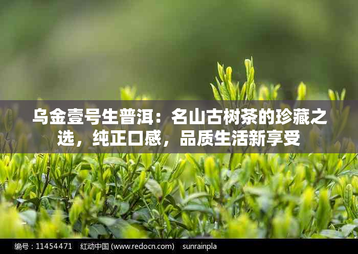 乌金壹号生普洱：名山古树茶的珍藏之选，纯正口感，品质生活新享受