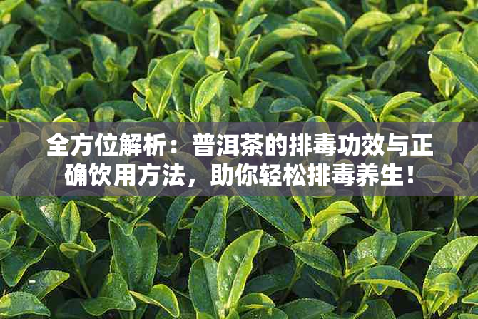 全方位解析：普洱茶的排功效与正确饮用方法，助你轻松排养生！