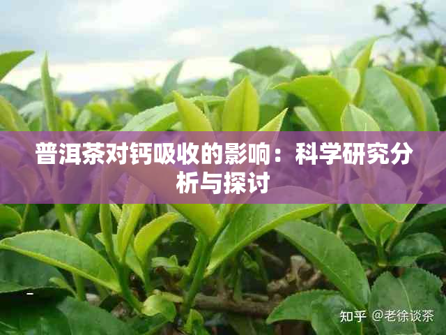 普洱茶对钙吸收的影响：科学研究分析与探讨