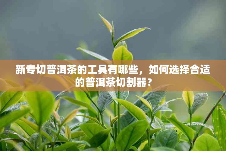 新专切普洱茶的工具有哪些，如何选择合适的普洱茶切割器？