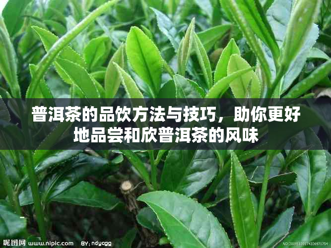 普洱茶的品饮方法与技巧，助你更好地品尝和欣普洱茶的风味