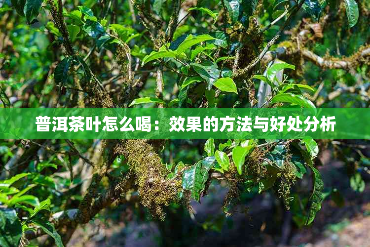 普洱茶叶怎么喝：效果的方法与好处分析