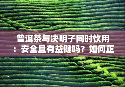 普洱茶与决明子同时饮用：安全且有益健吗？如何正确搭配喝出效果？