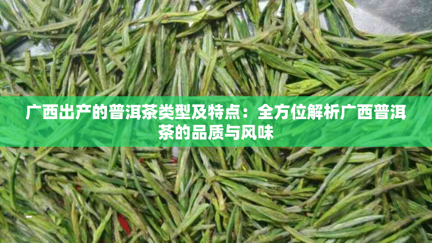 广西出产的普洱茶类型及特点：全方位解析广西普洱茶的品质与风味