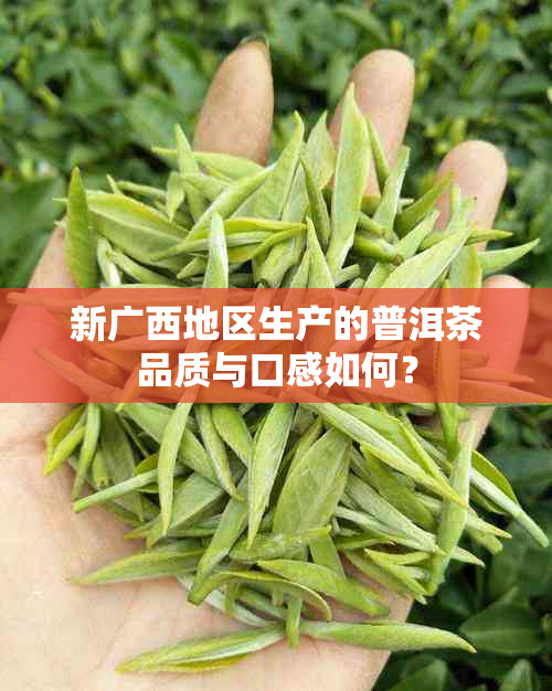 新广西地区生产的普洱茶品质与口感如何？