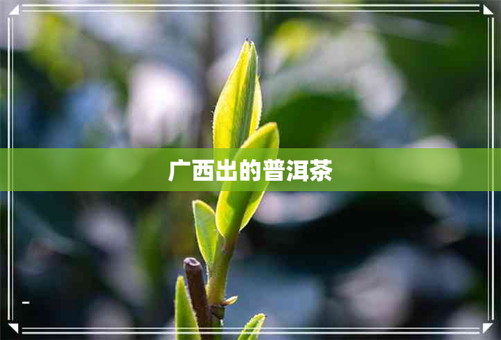 广西出的普洱茶