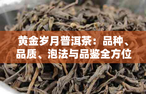 黄金岁月普洱茶：品种、品质、泡法与品鉴全方位解析，助您成为普洱茶专家