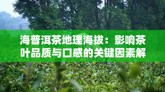 海普洱茶地理海拔：影响茶叶品质与口感的关键因素解析