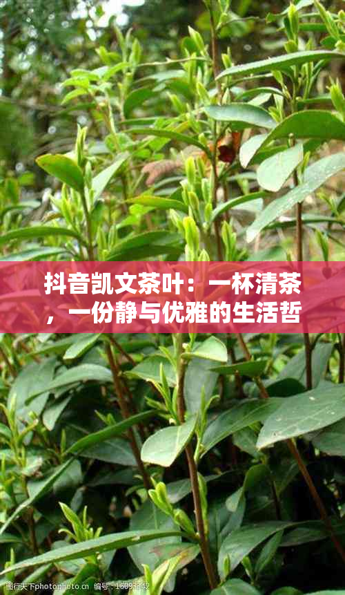 抖音凯文茶叶：一杯清茶，一份静与优雅的生活哲学