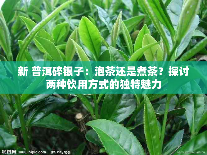 新 普洱碎银子：泡茶还是煮茶？探讨两种饮用方式的独特魅力