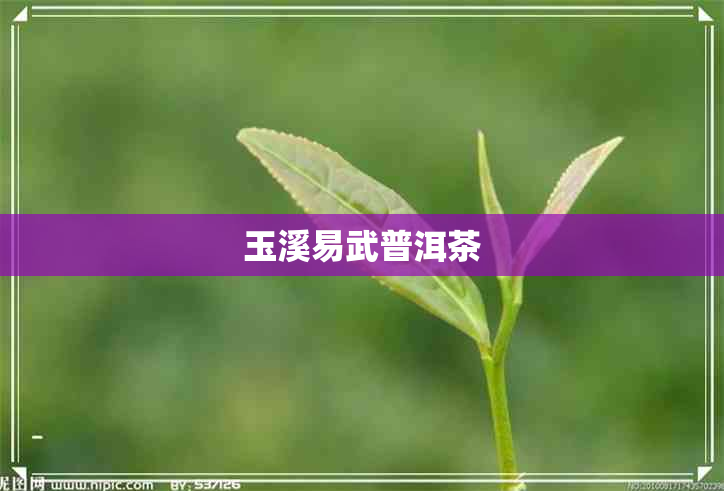 玉溪易武普洱茶