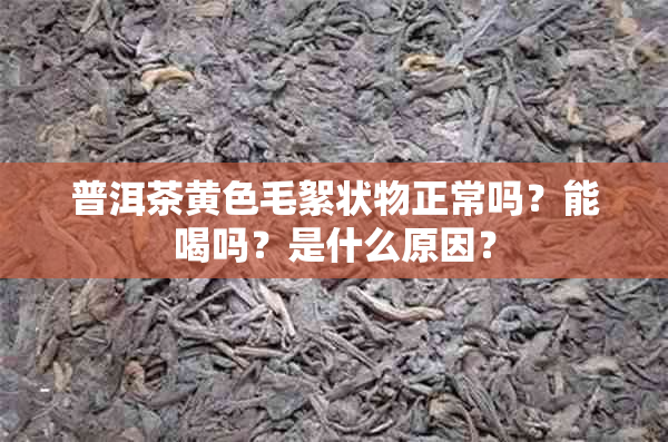 普洱茶黄色毛絮状物正常吗？能喝吗？是什么原因？