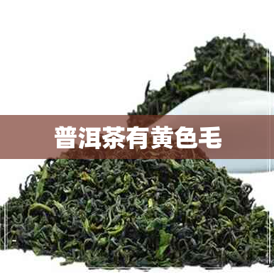 普洱茶有黄色毛