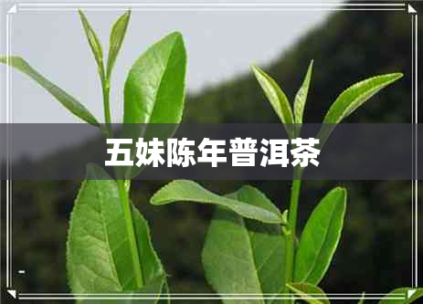 五妹陈年普洱茶