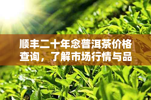 顺丰二十年念普洱茶价格查询，了解市场行情与品质保障