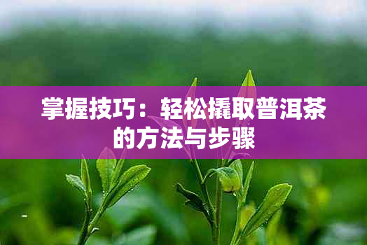 掌握技巧：轻松撬取普洱茶的方法与步骤