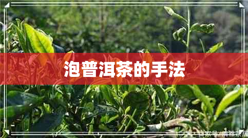 泡普洱茶的手法