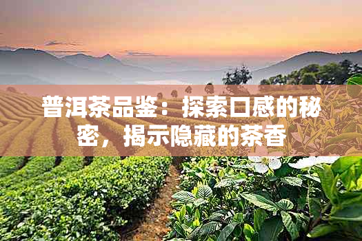 普洱茶品鉴：探索口感的秘密，揭示隐藏的茶香