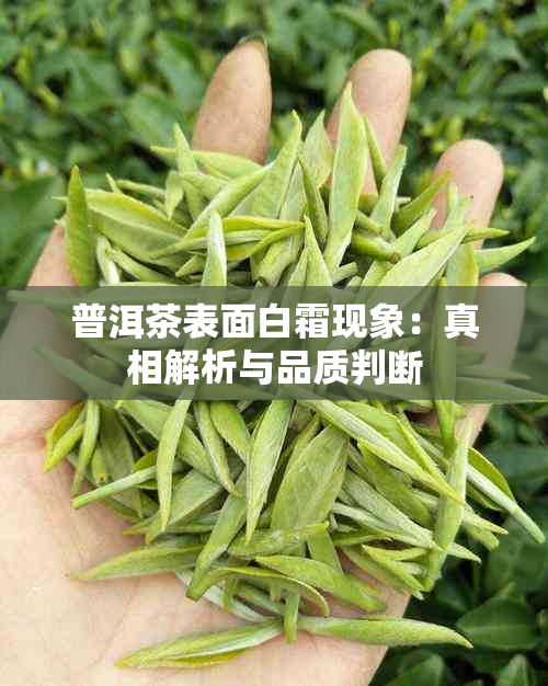 普洱茶表面白霜现象：真相解析与品质判断