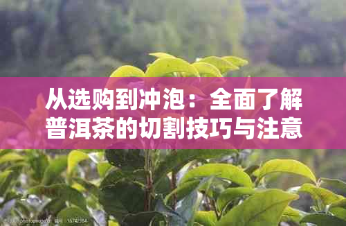 从选购到冲泡：全面了解普洱茶的切割技巧与注意事项