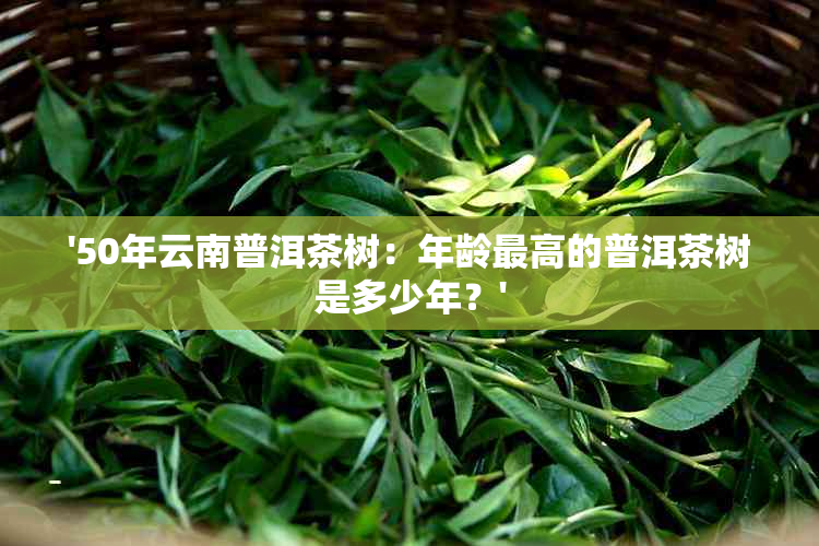 '50年云南普洱茶树：年龄更高的普洱茶树是多少年？'