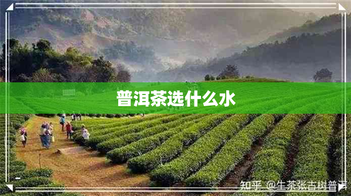 普洱茶选什么水