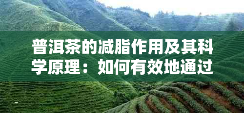 普洱茶的减脂作用及其科学原理：如何有效地通过饮用普洱茶来减少体脂肪？