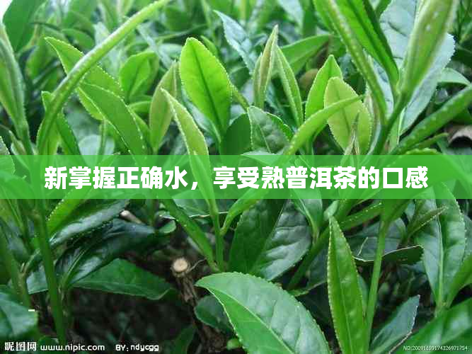 新掌握正确水，享受熟普洱茶的口感