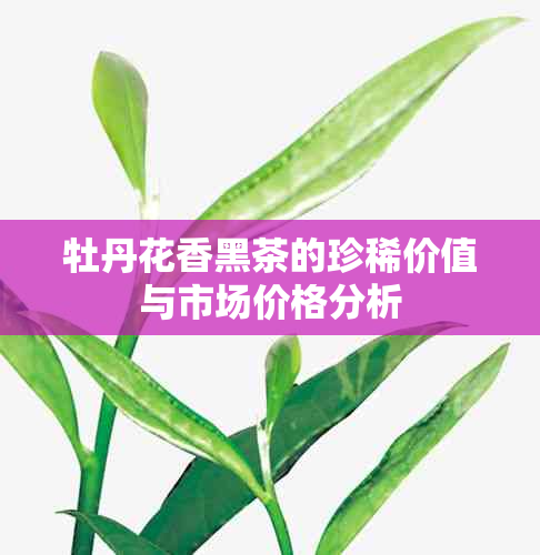 牡丹花香黑茶的珍稀价值与市场价格分析