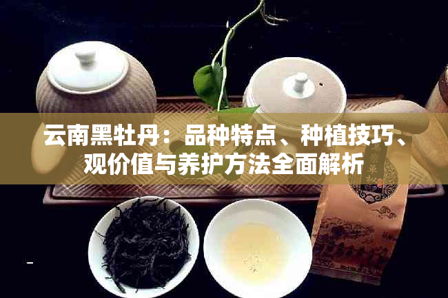 云南黑牡丹：品种特点、种植技巧、观价值与养护方法全面解析