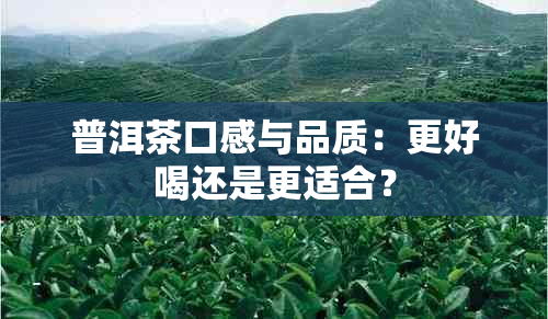 普洱茶口感与品质：更好喝还是更适合？