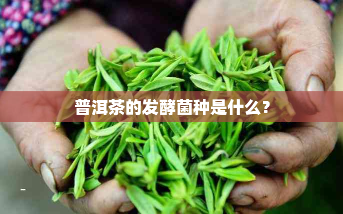 普洱茶的发酵菌种是什么？