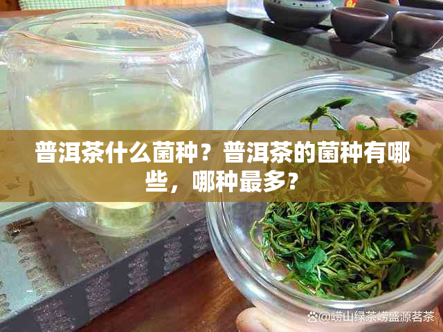 普洱茶什么菌种？普洱茶的菌种有哪些，哪种最多？