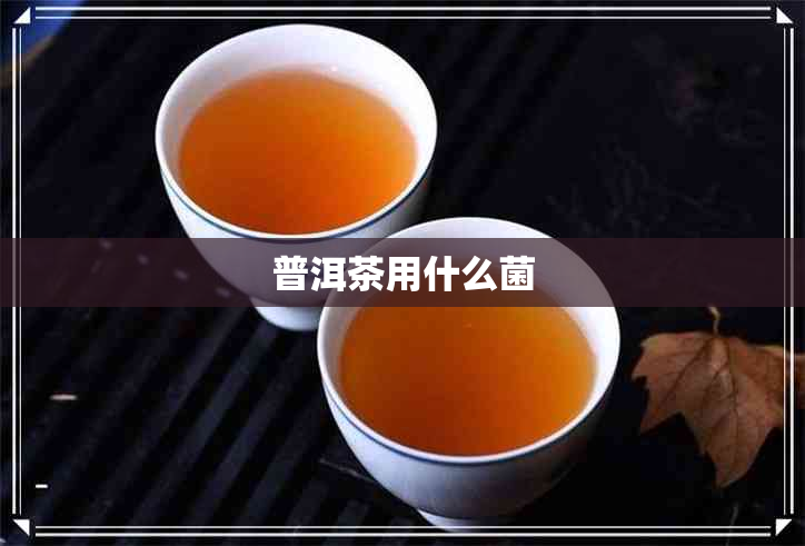 普洱茶用什么菌