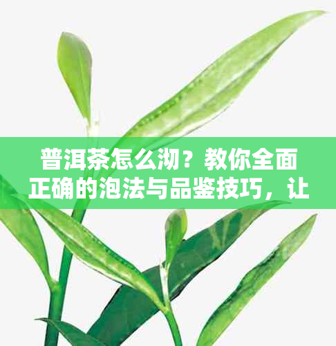 普洱茶怎么沏？教你全面正确的泡法与品鉴技巧，让你品尝到口感！