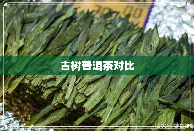 古树普洱茶对比