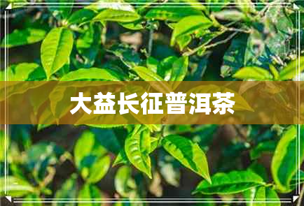 大益长征普洱茶