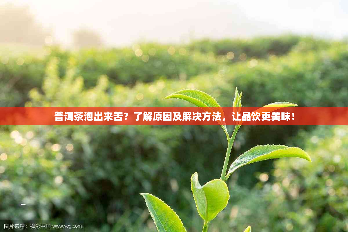 普洱茶泡出来苦？了解原因及解决方法，让品饮更美味！