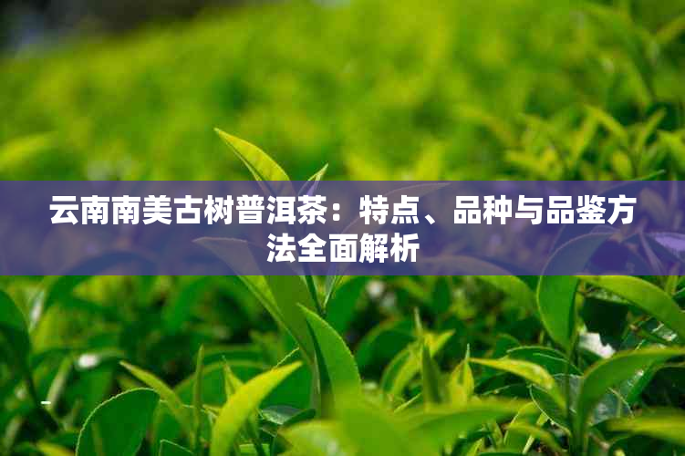 云南南美古树普洱茶：特点、品种与品鉴方法全面解析