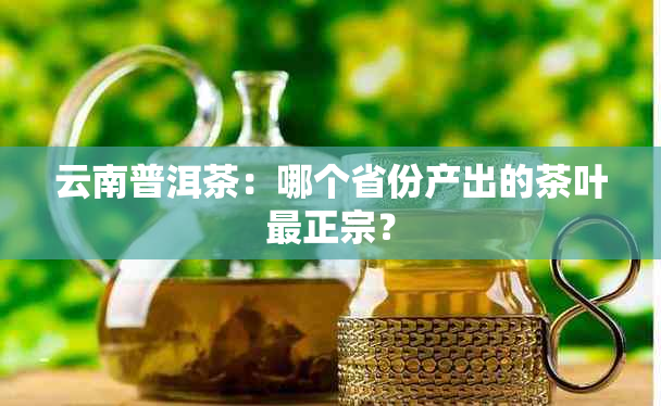 云南普洱茶：哪个省份产出的茶叶最正宗？