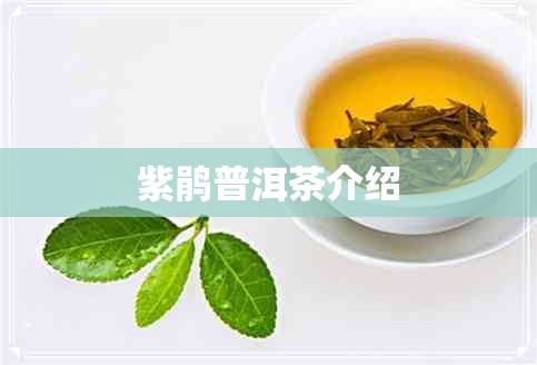 紫鹃普洱茶介绍